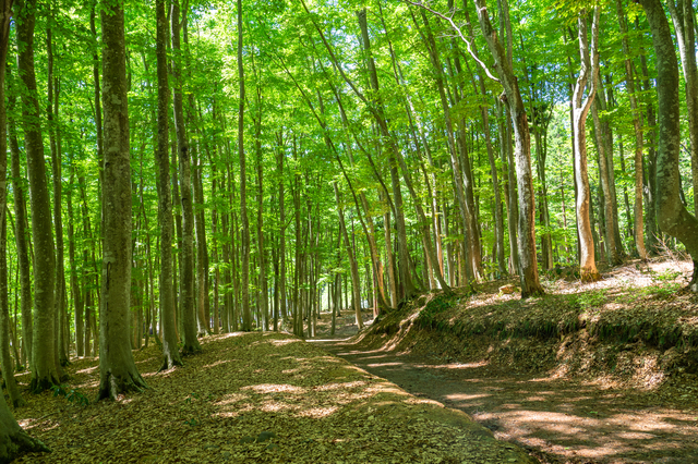 ルミカプラスのコームはエコなコーム